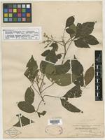 Isolectotype of Thouinia acuminata var. pubicalyx Radlk. [family SAPINDACEAE]