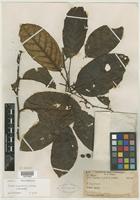 Isotype of Prunus laxinervis Kalkman [family ROSACEAE]
