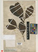 Type of Wallacea insignis Spruce ex Benth. & Hook. f. [family OCHNACEAE]