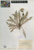 Type of Taraxacum caloschistum Dahlst. [family ASTERACEAE]
