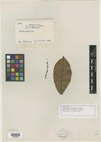 Isotype of Nothopegia borneensis Ridl. [family ANACARDIACEAE]