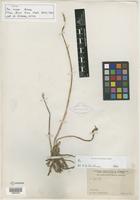 Type of Aa rosei Ames [family ORCHIDACEAE]