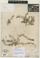 Isotype of Monolepis spathulata A. Gray [family CHENOPODIACEAE]