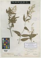 Isotype of Iresine hartmanii Uline [family AMARANTHACEAE]