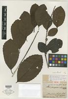 Isotype of Ilex paraguariensis A. St.-Hil. [family AQUIFOLIACEAE]
