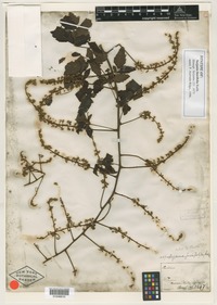 Isotype of Serjania fuscifolia Radlk. [family SAPINDACEAE]