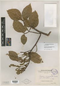 Syntype of Serjania lamprophylla Radlk. [family SAPINDACEAE]