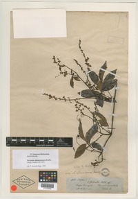 Syntype of Serjania sphaerococca Radlk. [family SAPINDACEAE]