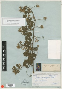 Isolectotype of Serjania confertiflora Radlk. [family SAPINDACEAE]
