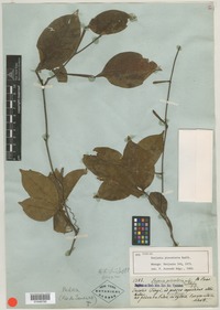 Syntype of Serjania piscatoria Radlk. [family SAPINDACEAE]