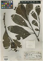 Isotype of Degeneria vitiensis I. W. Bailey & A. C. Sm. [family DEGENERIACEAE]