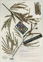 Isotype of Calliandra physocalyx H. M. Hern. & M. Sousa [family MIMOSACEAE]