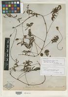 Lectotype of Mimosa strigillosa Torr. & A. Gray [family MIMOSACEAE]
