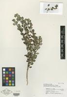 Isotype of Satureja hintoniorum B. L. Turner [family LAMIACEAE]