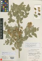 Isotype of Ateleia popenoei Correll [family FABACEAE]