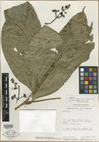 Isotype of Coussarea liesneri Steyerm. [family RUBIACEAE]