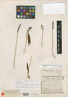 Isotype of Aa lorentzii Schltr. [family ORCHIDACEAE]