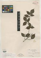 Syntype of Photinia subumbellata Rehder & E. H. Wilson [family ROSACEAE]
