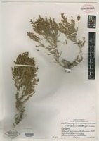 Isotype of Allenrolfea mexicana Lundell [family CHENOPODIACEAE]