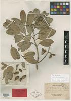Isolectotype of Arytera chartacea Radlk. [family SAPINDACEAE]