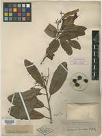 Type of Buchanania lanceolata Wight [family ANACARDIACEAE]
