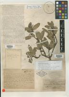 Syntype of Quebrachia morongii Britton [family ANACARDIACEAE]