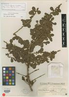 Isolectotype of Schinus ferox Hassl. [family ANACARDIACEAE]