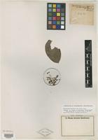 Isotype of Banisteria blanchetiana A. Juss. [family MALPIGHIACEAE]