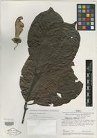 Isotype of Banisteriopsis schunkei B. Gates [family MALPIGHIACEAE]