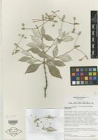 Isotype of Nototrichium divaricatum Lorence [family AMARANTHACEAE]