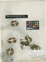Syntype of Balfourodendron eburneum Corr. Mello [family RUTACEAE]