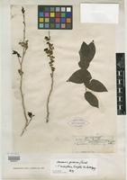 Isolectotype of Casearia eriophora C. Wright ex Griseb. [family FLACOURTIACEAE]