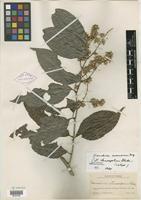 Isotype of Homalium stenosepalum S. F. Blake [family FLACOURTIACEAE]