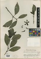 Isotype of Samuelssonia verrucosa Urb. & Ekman [family ACANTHACEAE]
