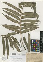 Isotype of Angiopteris chauliodonta Copel. [family PTERIDOPHYTE]