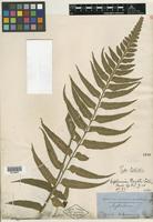 Type of Asplenium wrightii D. C. Eaton ex Hook. [family PTERIDOPHYTE]