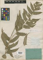 Type of Aspidium caducum Wall. [family PTERIDOPHYTE]