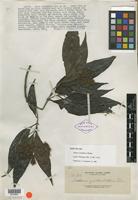 Isotype of Adina zschokkei Elmer [family RUBIACEAE]