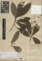 Isotype of Arachnothrix hispidulus Griseb. [family RUBIACEAE]