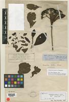 Isotype of Chimarrhis hookeri K. Schum. [family RUBIACEAE]