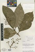 Isotype of Coussarea evoluta Steyerm. [family RUBIACEAE]