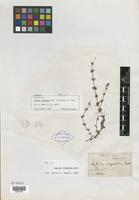 Type? of Galium virgatum Nutt. ex Torr. & A. Gray [family RUBIACEAE]