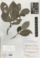 Isotype of Ixora yavitensis Steyerm. [family RUBIACEAE]
