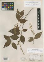 Isotype of Rondeletia myriantha Standl. [family RUBIACEAE]