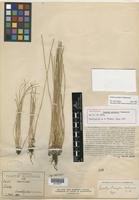Holotype of Isoetes pringlei Underw. [family ISOETACEAE]