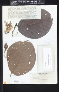 Isotype of Nauclea formicaria Elmer [family RUBIACEAE]