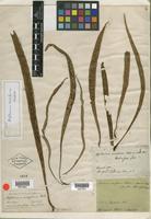 Type of Asplenium ensiforme Wall. [family PTERIDOPHYTE]