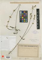 Type of Froelichia paraguayensis Chodat [family AMARANTHACEAE]