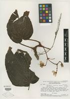 Holotype of Ochthephilus repentinus Wurdack [family MELASTOMATACEAE]