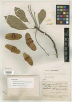 Syntype of Terminalia calamansanai var. platypteris Merr. [family COMBRETACEAE]